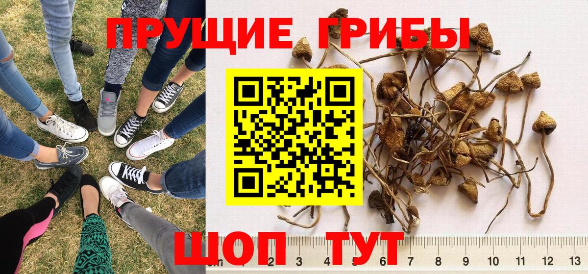 Псилоцибиновые грибы Psilocybe Набережные Челны